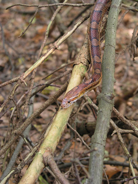 Animal Liberation Front
