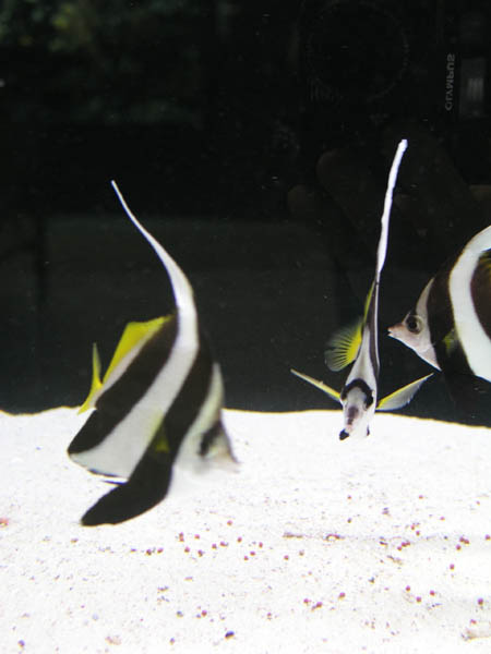 Animal Liberation Front