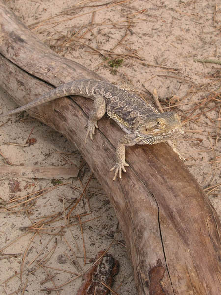 Animal Liberation Front