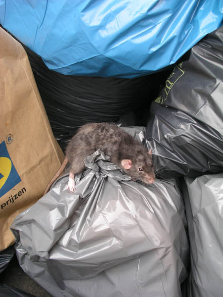 Animal Liberation Front