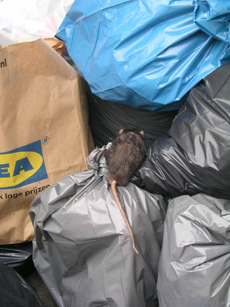 Animal Liberation Front