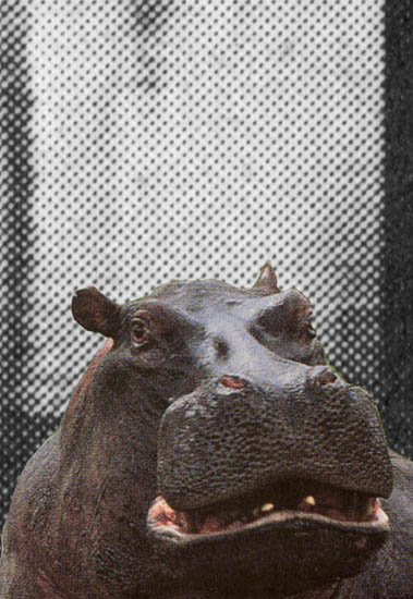 hippo